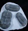 Triple Struveaspis Trilobite - Unusual Phacopid From Jorf #2967-1